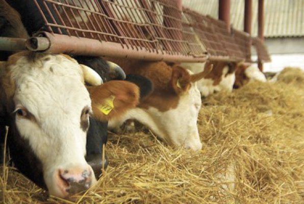 Fermierii, avertizaţi de ANSVSA: hrăniţi animalele corespunzător!